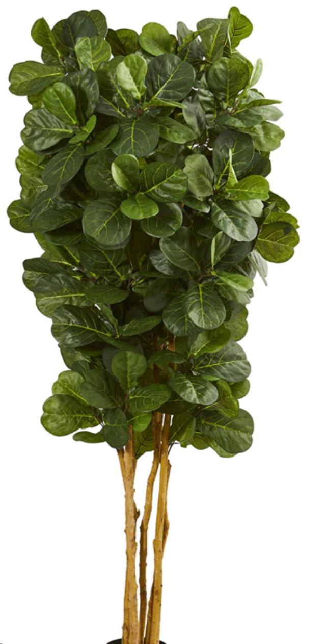 Rental store for TREE, FIDDLE LEAF FIG 7 in Philadelphia NJ